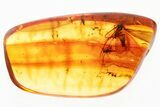 Detailed Fossil Caddisfly and Dark-Winged Fungus Gnat In Baltic Amber #352832-1